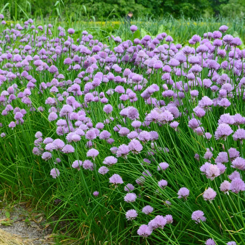 Chives Live Plants - Hardy Garlic Chives, Heirloom Leeks - 4-7 Inches