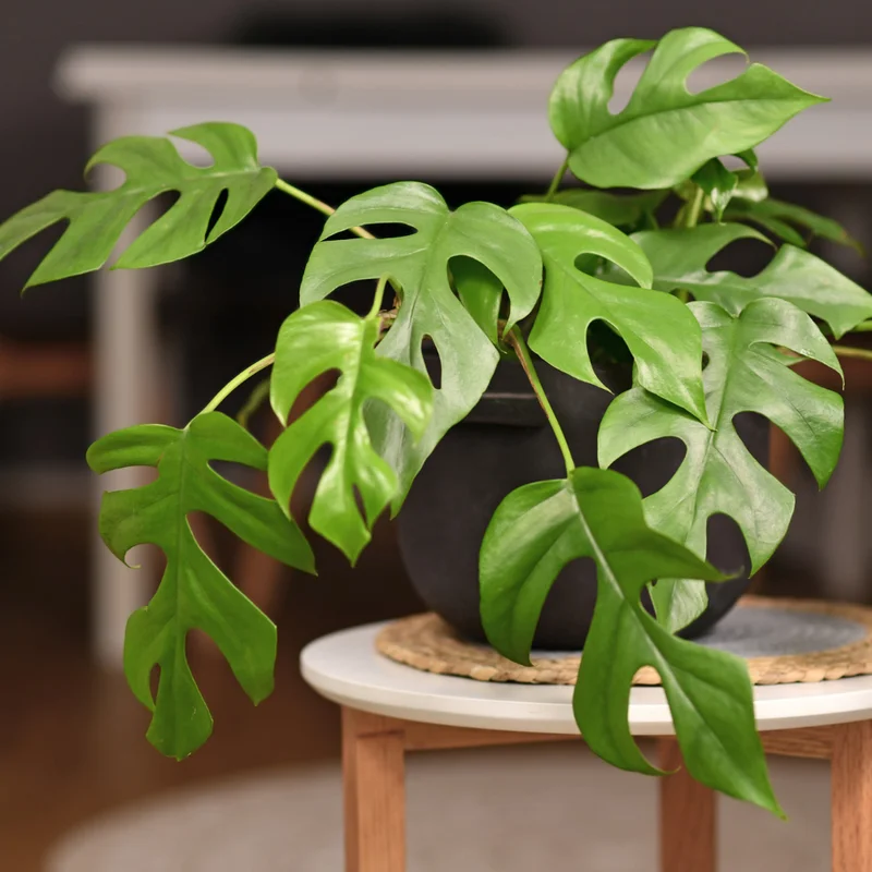 Monstera Deliciosa Live Plant - Split-Leaf Philodendron Indoor, 4-8 Inches