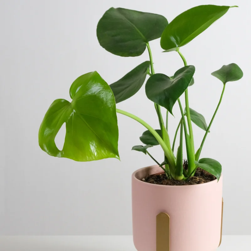 Monstera Deliciosa Live Plant - Split-Leaf Philodendron Indoor, 4-8 Inches