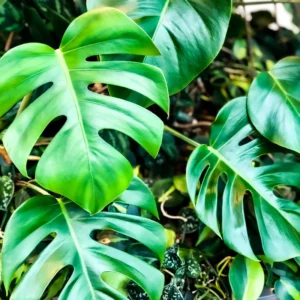 Monstera Deliciosa Live Plant - Split-Leaf Philodendron Indoor, 4-8 Inches