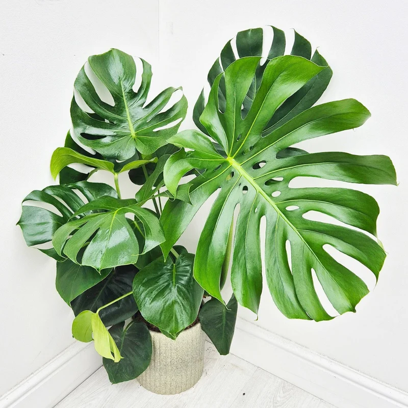 Monstera Deliciosa Live Plant - Split-Leaf Philodendron Indoor, 4-8 Inches