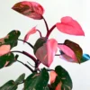 Pink Philodendron Plant Live, Rare Variegated Houseplant, 4-8 Inches
