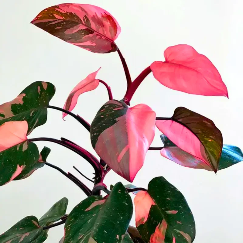 Pink Philodendron Plant Live, Rare Variegated Houseplant, 4-8 Inches