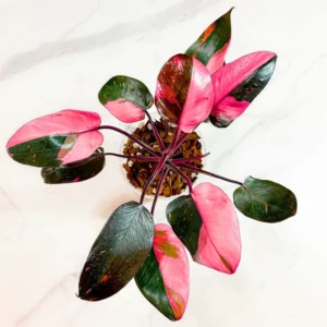 Pink Philodendron Plant Live, Rare Variegated Houseplant, 4-8 Inches