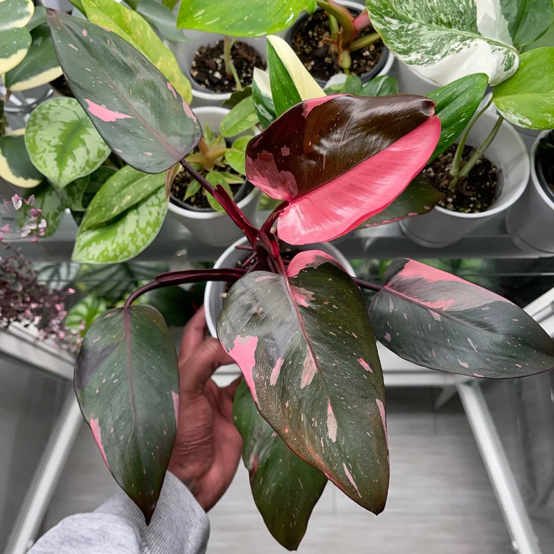 Pink Philodendron Plant Live, Rare Variegated Houseplant, 4-8 Inches