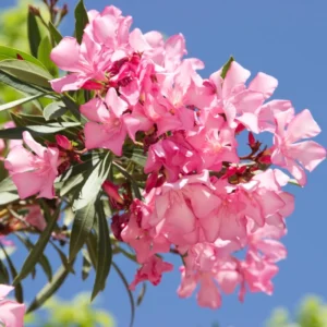 Oleander Plants Live Set - 2 Flowering Bush Shrubs - 5-7 Inch Outdoor Plants
