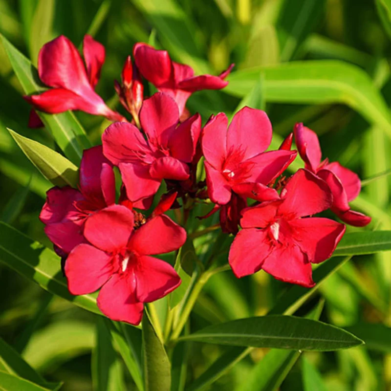 Oleander Plants Live Set - 2 Flowering Bush Shrubs - 5-7 Inch Outdoor Plants