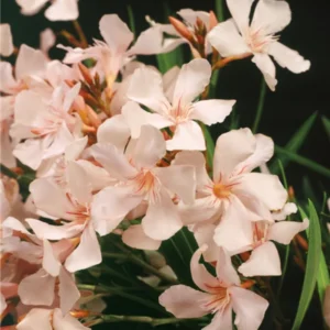 Oleander Plants Live Set - 2 Flowering Bush Shrubs - 5-7 Inch Outdoor Plants