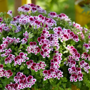 Citronella Plants 3 Live Geranium Plants Rooted 4-9 Inch Tall