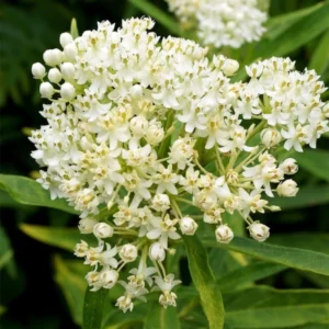 Butterfly Milkweed Live Plants - Asclepias Tuberosa, 4-8 Inches, Pack of 2