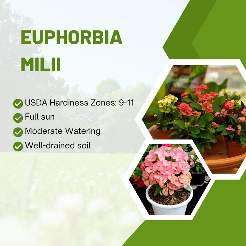 Crown of Thorns Plant - Euphorbia Perennial Succulent - 4-7 Inches - Indoor/Outdoor