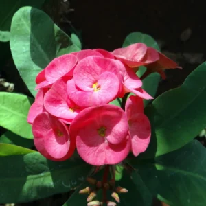 Crown of Thorns Plant - Euphorbia Perennial Succulent - 4-7 Inches - Indoor/Outdoor