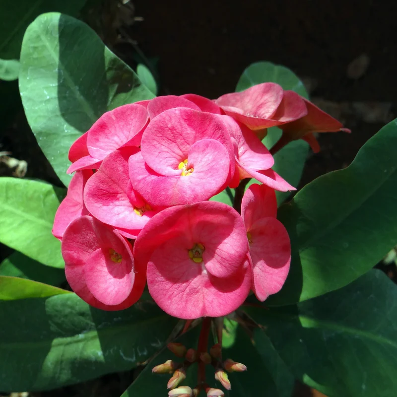 Crown of Thorns Plant - Euphorbia Perennial Succulent - 4-7 Inches - Indoor/Outdoor