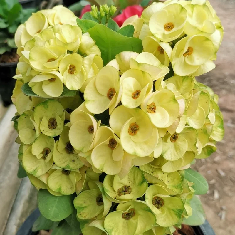 Crown of Thorns Plant - Euphorbia Perennial Succulent - 4-7 Inches - Indoor/Outdoor