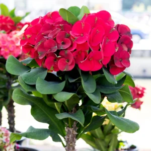 Crown of Thorns Plant - Euphorbia Perennial Succulent - 4-7 Inches - Indoor/Outdoor