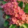 Euphorbia Milii Crown of Thorns Plant Live Plant 5-8 Inch Flowering Houseplant