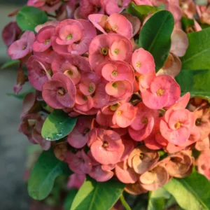 Euphorbia Milii Crown of Thorns Plant Live Plant 5-8 Inch Flowering Houseplant