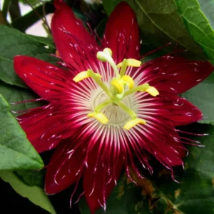Passion Flower Plant Live - Passiflora Vine - 4-8 Inch Trailing Flowers