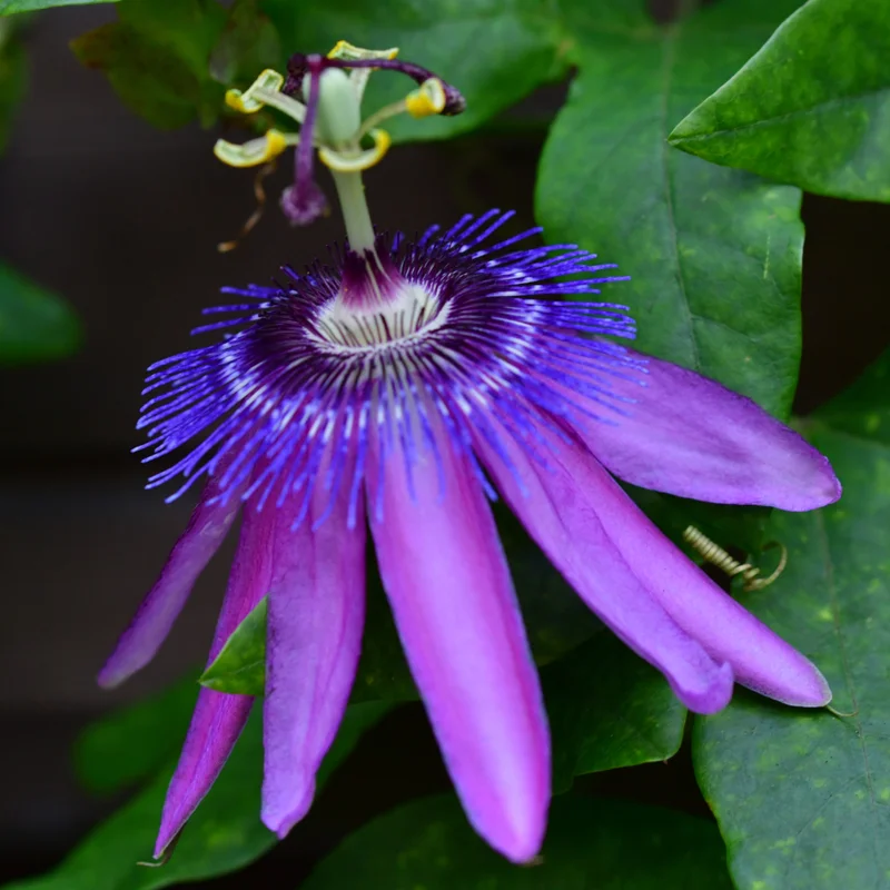 Passion Flower Plant Live - Passiflora Vine - 4-8 Inch Trailing Flowers