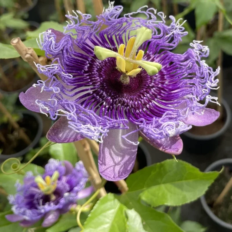 Passion Flower Plant Live - Passiflora Vine - 4-8 Inch Trailing Flowers