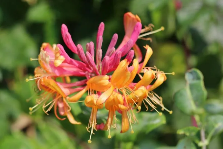 Lonicera x heckrotti, goldflame honeysuckle