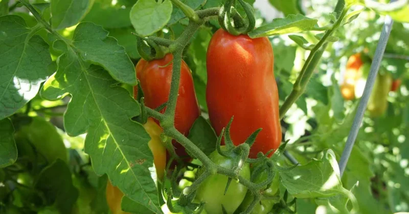 Close-up of ripe San Marzano tomatoes hanging from the vine, surrounded by healthy green leaves.