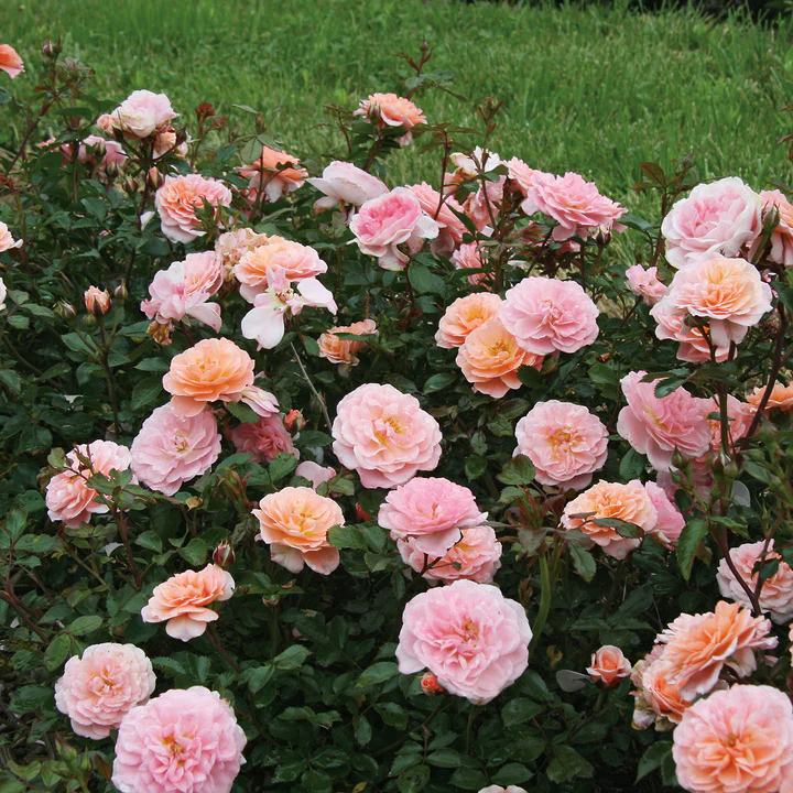 climbing rose-summer sale