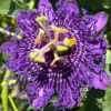 Passion Flower Plants Live - Climbing Vine - Garden Trellis & Fence