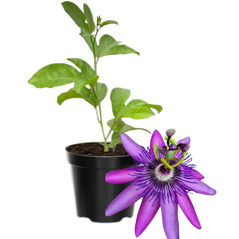 Passion Flower Plant Live Vine - 5-8 Inch Starter Plant for Trellis