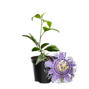 Passion Flower Plant Live Vine - 5-8 Inch Starter Plant for Trellis