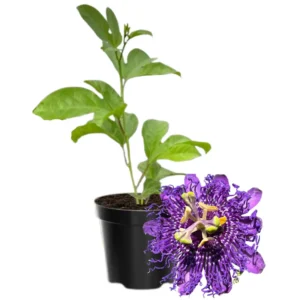 Passion Flower Plant Live Vine - 5-8 Inch Starter Plant for Trellis