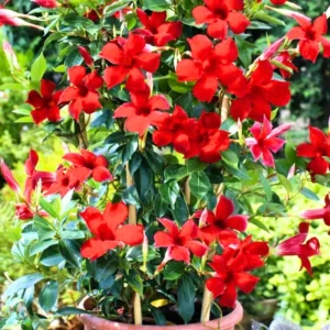 Flowering Mandevilla Plants - Two Live Vines for Trellises and Gardens