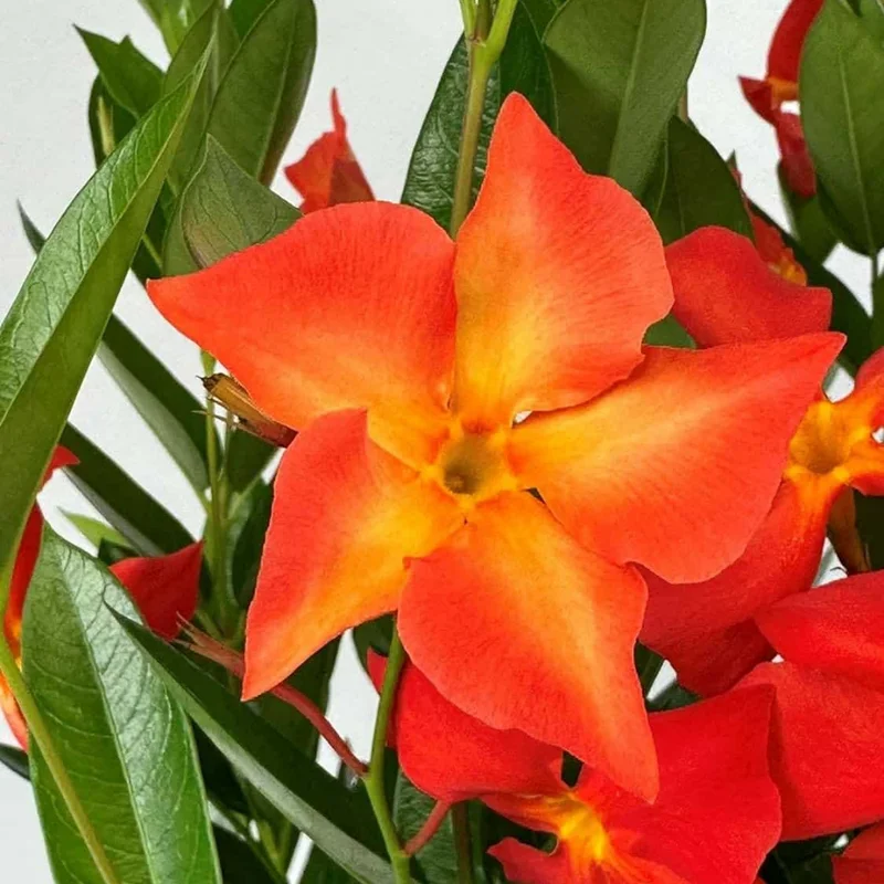 Orange Mandevilla