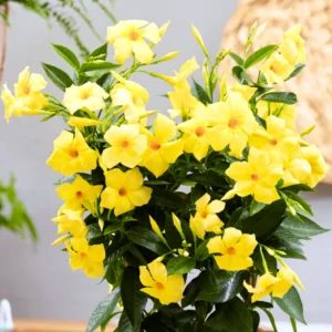 Yellow Mandevilla