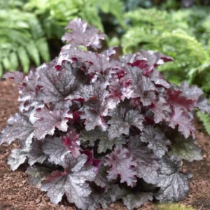 Heuchera Coral Bells Plants - Set of 3 Live Seedlings for Shade Gardens