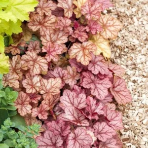 Heuchera Coral Bells Plants - Set of 3 Live Seedlings for Shade Gardens