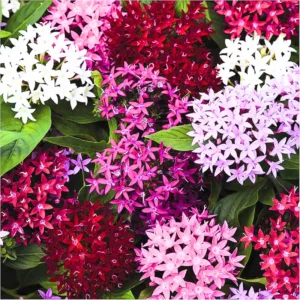 Ixora Plant 2-Pack Live Flowering Shrub Seedlings 4-9" Indoor/Outdoor