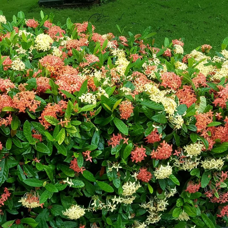 Ixora Plant 2-Pack Live Flowering Shrub Seedlings 4-9" Indoor/Outdoor