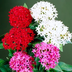 Ixora Plant 2-Pack Live Flowering Shrub Seedlings 4-9