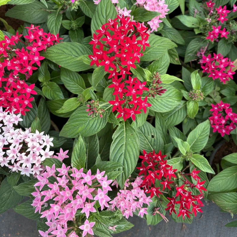 Ixora Plant 2-Pack Live Flowering Shrub Seedlings 4-9" Indoor/Outdoor