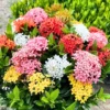Ixora Plant 2-Pack Live Flowering Shrub Seedlings 4-9" Indoor/Outdoor