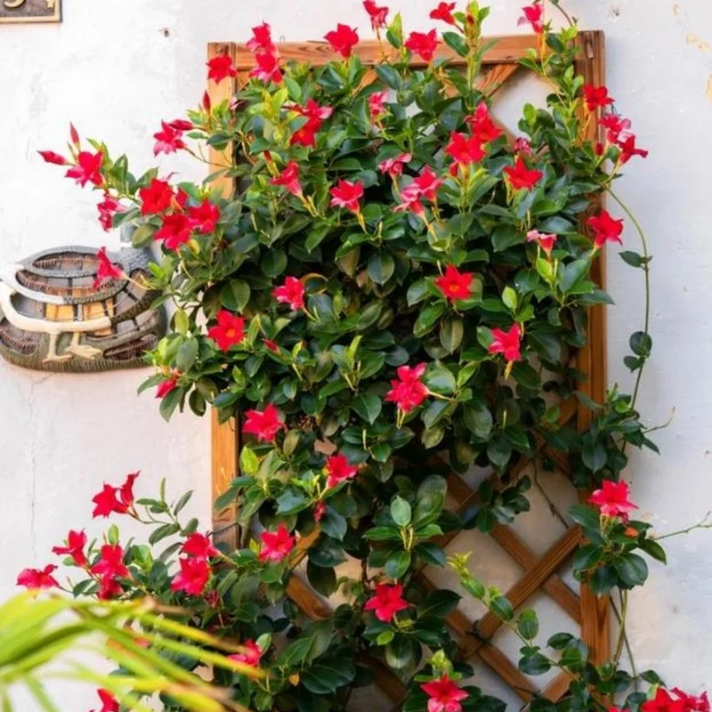 Flowering Mandevilla Vines, 3 Live Plants, 5-10 Inch, Trellis & Patio