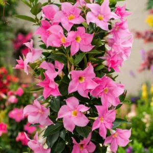Flowering Mandevilla Vines, 3 Live Plants, 5-10 Inch, Trellis & Patio