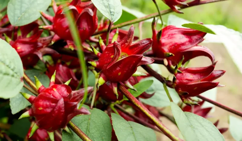 roselle hibiscus care
