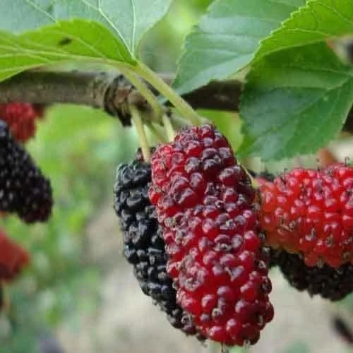 Starter Live Plants of Red Mulberry Tree - Beautiful All Year Round - USDA Zones 4 to 8 (1 Plant)