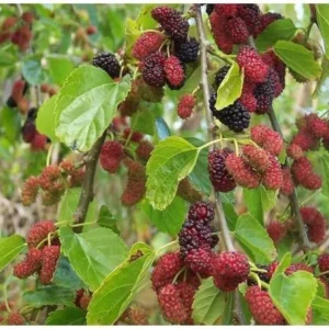 Starter Live Plants of Red Mulberry Tree - Beautiful All Year Round - USDA Zones 4 to 8 (1 Plant)