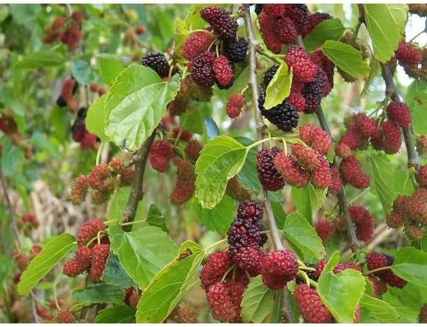 Starter Live Plants of Red Mulberry Tree - Beautiful All Year Round - USDA Zones 4 to 8 (1 Plant)