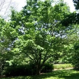 Starter Live Plants of Red Mulberry Tree - Beautiful All Year Round - USDA Zones 4 to 8 (1 Plant)