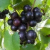 8 Unrooted Cuttings, Muscadine Grape Vine Vitis rotundifolia - Live Plant