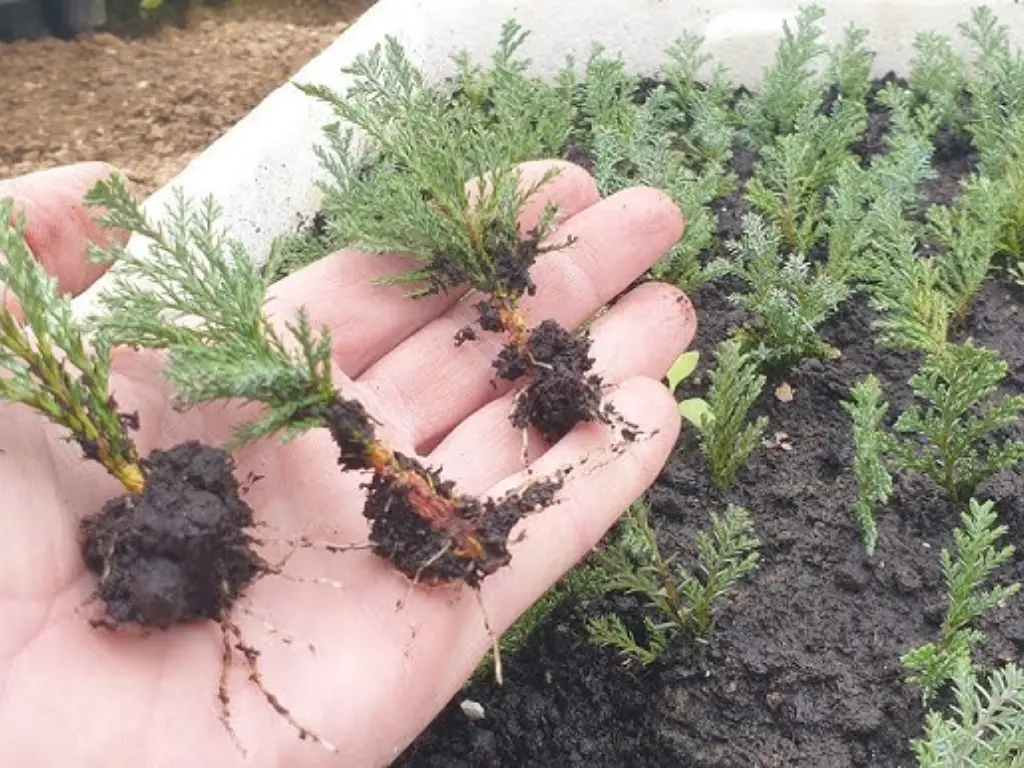 Leyland Cypress roots, how to grow leyland cypress from cuttings